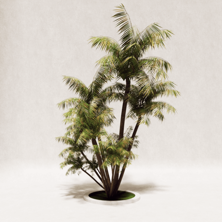 C3D-Coqueiro.3.png